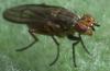 Pherbellia cinerella